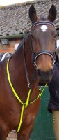 Running Martingale
